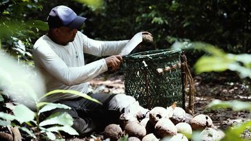 A castanha-do-Brasil é parte da cultura das populações tradicionais da Amazônia. O fruto é fonte de alimentação e renda