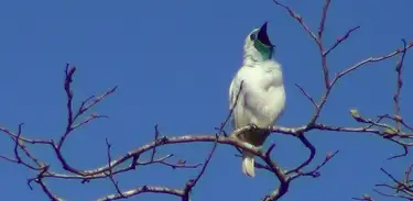 Uma das maiores mobilizações científicas do mundo, reúne milhares de pessoas ao redor do mundo em um esforço coletivo de observação e registro de aves ao longo de 24 horas.