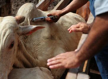 Governo de Rondônia alerta produtores para vacinação contra brucelose