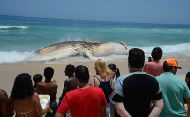 Rio de Janeiro - Baleia morta encalha na Praia do Arpoador, em Ipanema, na zona sul do Rio (Tomaz Silva/Agência Brasil)