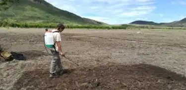 Estudo mostra que solo mais ácido é benéfico e ajuda a restaurar vegetação nativa do Cerrado