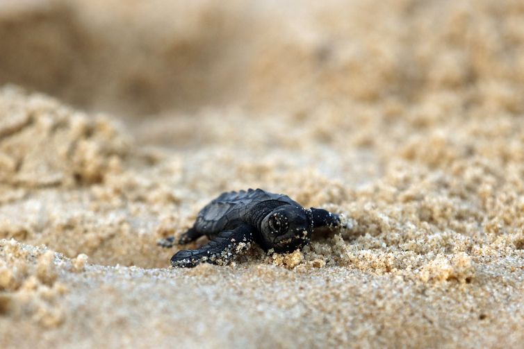  Soltura de filhotes pelo Projeto Tamar comemora marca de 40 milhões de tartarugas marinhas protegidas e devolvidas ao oceano.