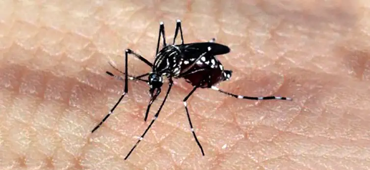 Aedes aegypti mosquito