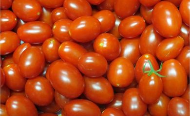 Embrapa cria novo tipo de tomate, rico em vitamina A e de cor alaranjada