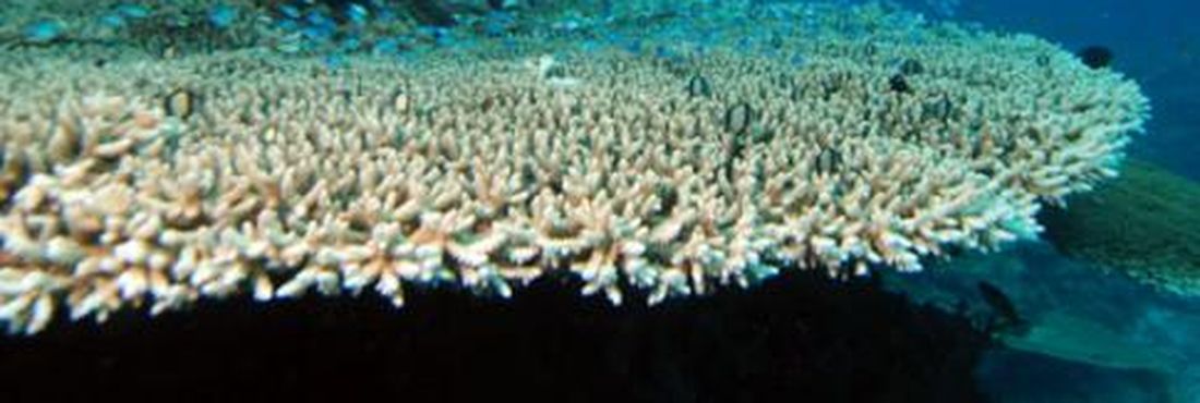 Espécie ameaçada de coral Acropora