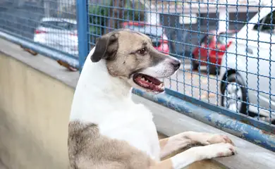 Feira de adoção de animais