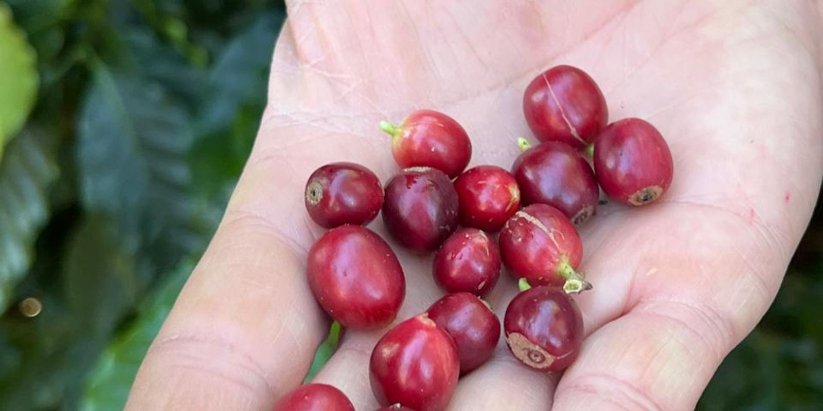 China aprova que 183 novas empresas brasileiras exportem café ao país China aprova que 183 novas empresas brasileiras exportem café ao país