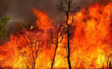 Brasília, DF 15-09-2024 Um Incendio atingiu o Parque Nacional de Brasília. Bombeiros e populares tentavam conter as chamas Foto: Fabio Rodrigues-Pozzebom