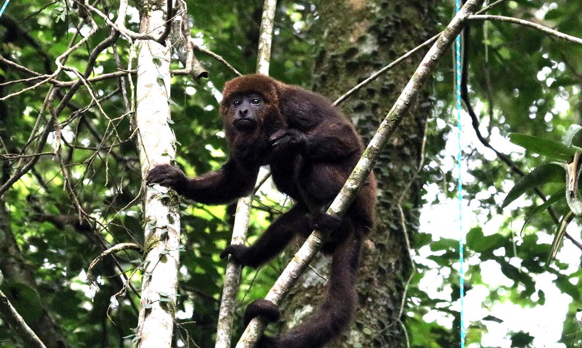 Mais sete macacos bugios são soltos no Parque Nacional da Tijuca, no Rio de Janeiro. Foto: Marcelo Rheingantz/PNT