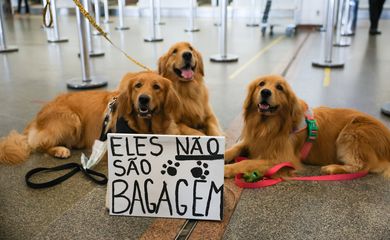 Brasília (DF) 28/04/2024 Tutores de pets fazem protesto no Aeroporto Juscelino Kubitschek de Brasília cobrando justiça pela morte do Golden Retriever Joca, durante viagem aérea. Foto: Fabio Rodrigues-Pozzebom/ Agência Brasil