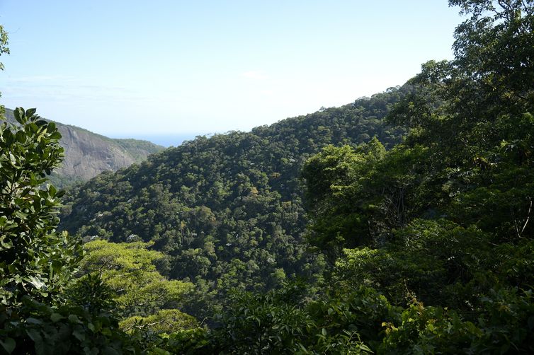 Vista da mata atlântica na Floresta da Tijuca, no Rio de Janeiro