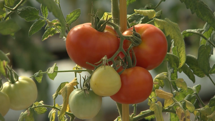 Produção de tomate em Goianápolis