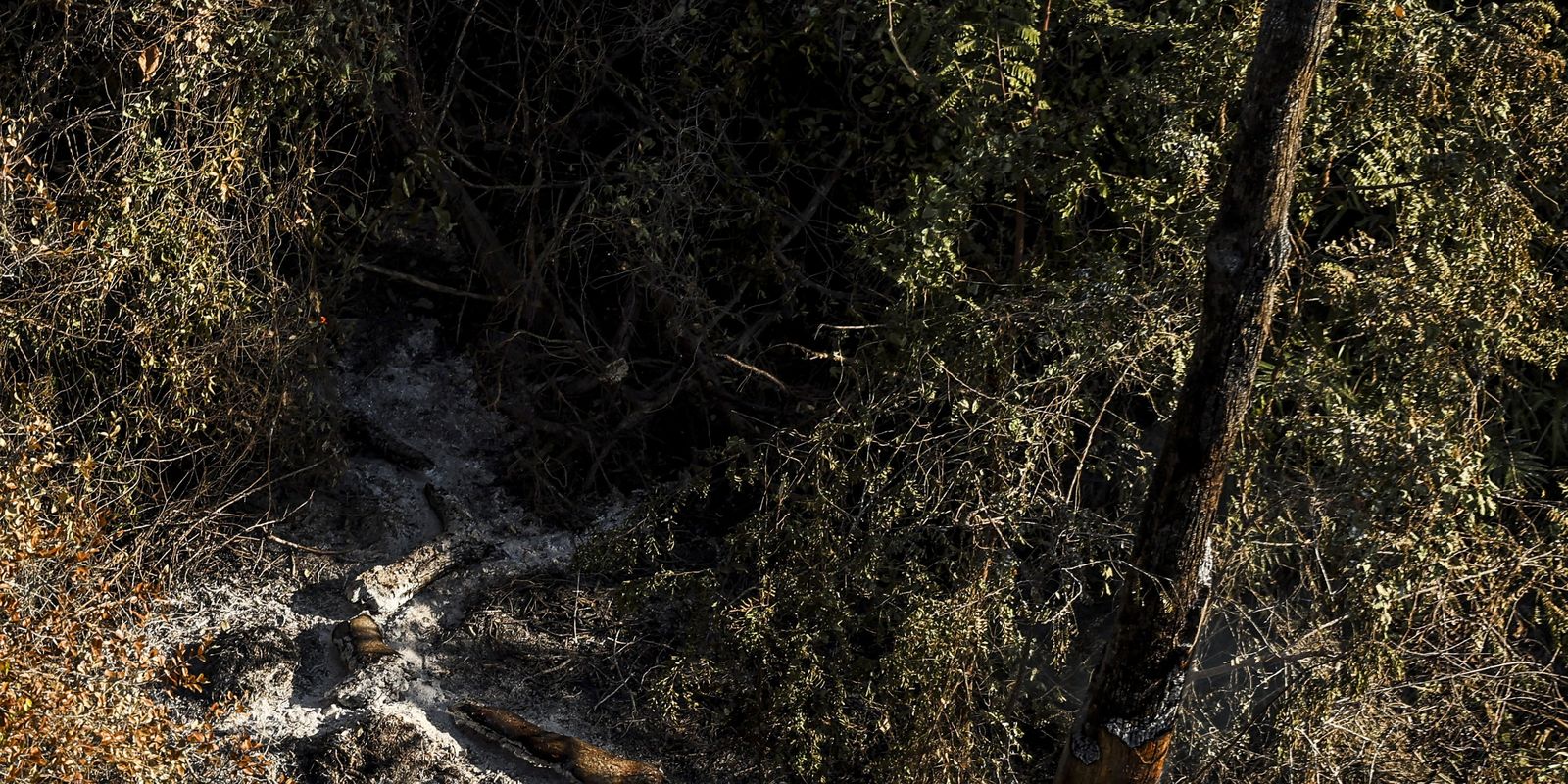 AGU cobra R$ 725 milhões de acusados por crimes ambientais no Pantanal