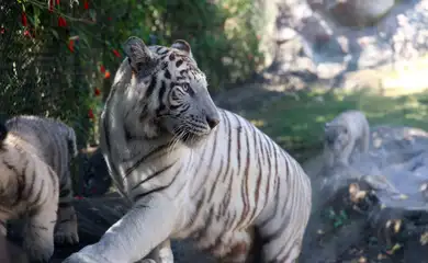 São Paulo (SP), 18/07/2025 - Filhotes da tigresa branca Indira no zoológico Animália Park, em Cotia. Foto: Rovena Rosa/Agência Brasil