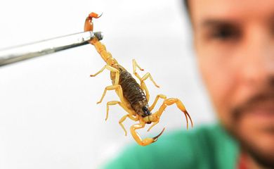 O ministério não recomenda o uso de produtos químicos como pesticidas para o controle de escorpiões