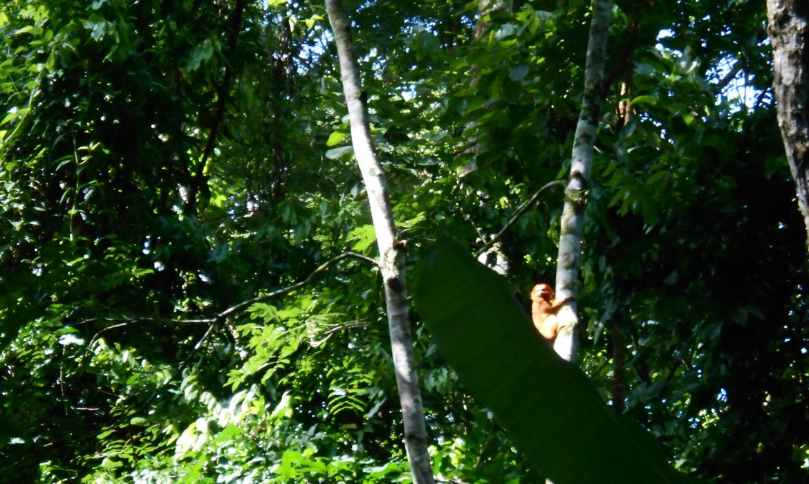 Mico-leão-dourado avistado por pesquisadores na Reserva Biológica Fiocruz Mata Atlântica, na cidade do Rio de Janeiro (Imagem de divulgação/direitos reservados)