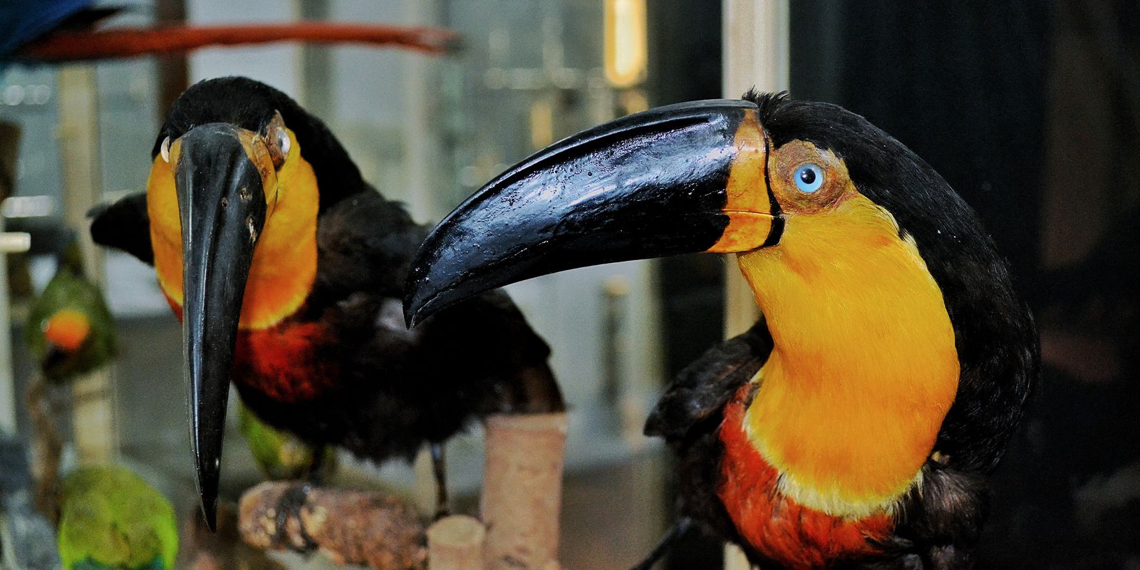 Museu de Zoologia, no Rio, apresenta mostra sobre ciência e sociedade