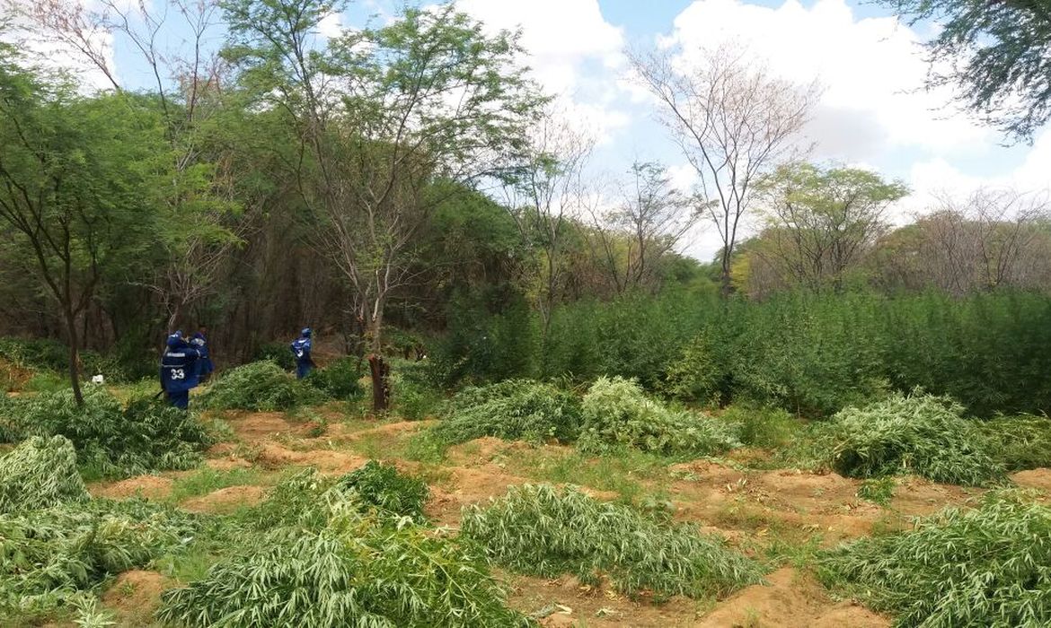 PF destrói plantação de maconha em Pernambuco - Assessoria de Comunicação da PF