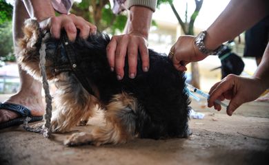 DF vacina cães e gatos na área urbana
Foto: Marcelo Camargo/Agência Brasil/Arquivo