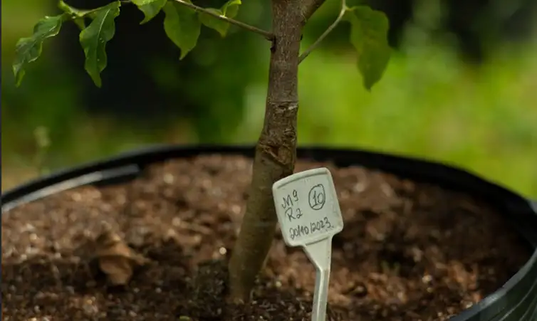 Brasília (DF), 20/02/2026 - Mudas enxertadas de material genético selecionado. Estratégias de reflorestamento da Mata Atlântica. Foto: Symbiosis/Divugação
