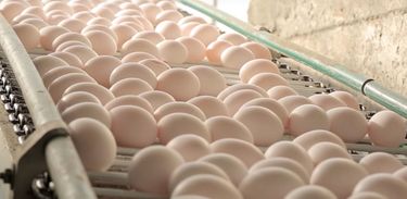 Ciência Alimentar apresenta métodos de cozimento de ovos