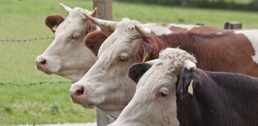 Semana registra queda no valor da carne bovina