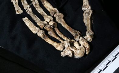 Imagem divulgada pela Wits University mostra os ossos da mão de uma antiga espécie do gênero humano conhecida como Homo Naledi, em Johanesburgo, na África do Sul