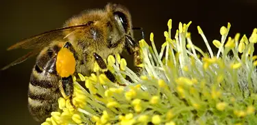 A criação de abelhas sem ferrão vem crescendo no sertão do Ceará