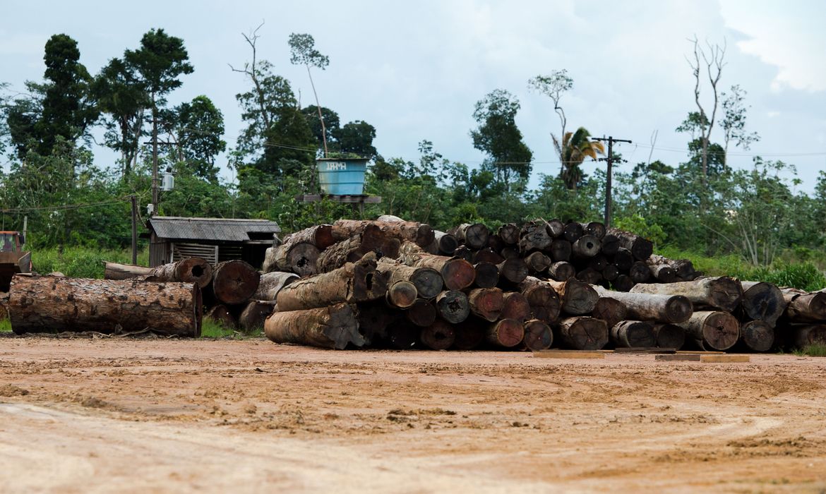Toras de madeira em pátio de serraria próximas ao município de Colniza, noroeste do Mato Grosso  (Marcelo Camargo/Agência Brasil)