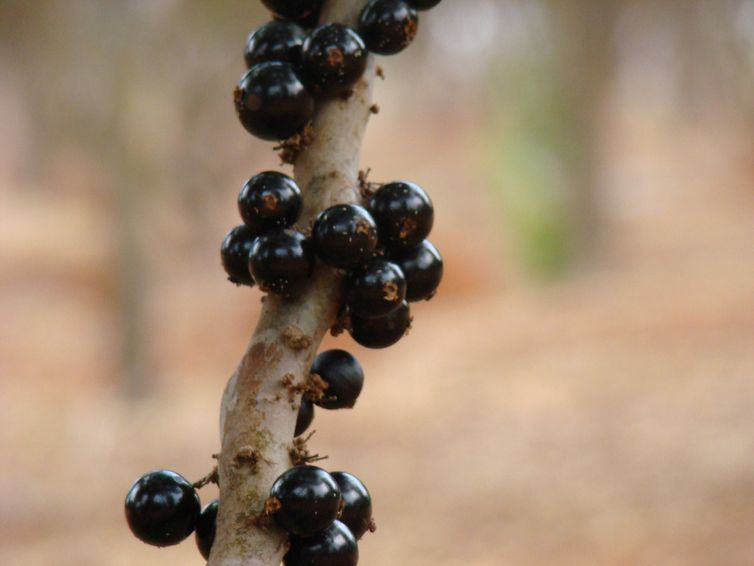 Pesquisa desenvolve método de extração de antioxidante jabuticaba