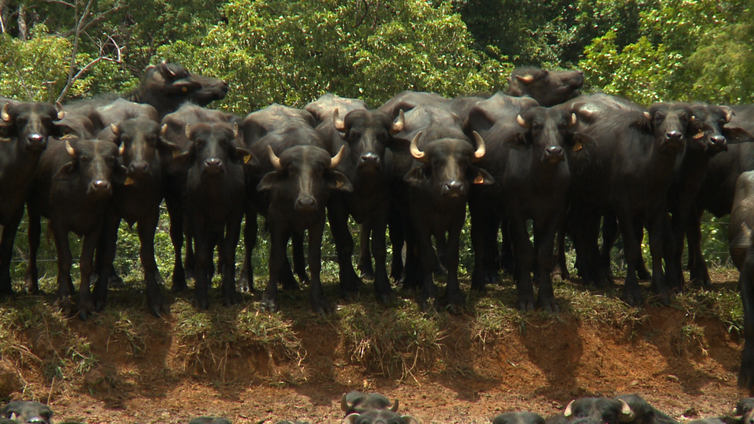 O Agro Nacional visita uma criação de Búfalos