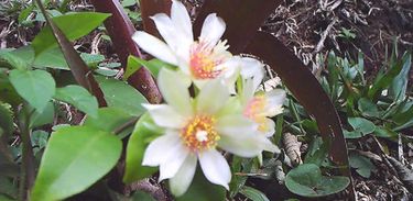 Flor de Ora-pro-nobis