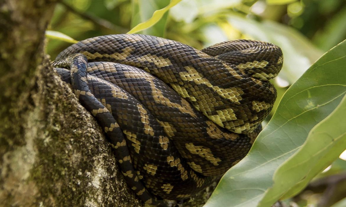 Serpentes de espécie exótica norte-americana são encontradas