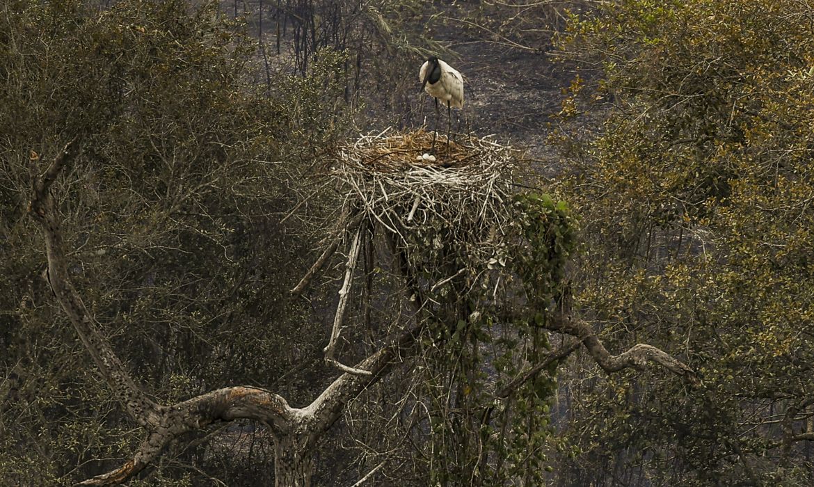 Corumbá (MS), 30/06/2024 - Tuiuiú, ave símbolo do Pantanal, proteje seu ninho em meio aos incêndios florestais no Pantanal. Foto: Marcelo Camargo/Agência Brasil