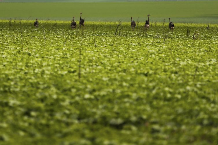 Alto Paraíso de Goiás (GO) - Emas são vistas em plantação de soja em área do município de Alto Paraíso (Marcelo Camargo/Agência Brasil)