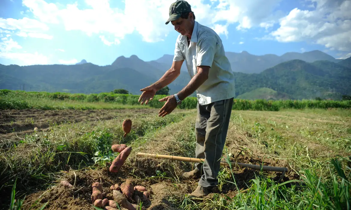 Rio de Janeiro - Colheita de batata-doce biofortificada, fornecida pela Embrapa para alguns produtores rurais de Magé-RJ alcança boa produtividade. Na foto, o agricultor Laerte Luiz da Rosa (Tomaz Silva/Agência Brasil)