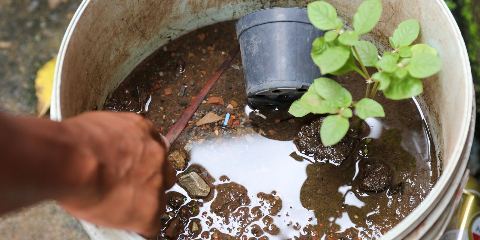 Dengue: Saúde encerra atividades do Centro de Operações em Emergência Dengue: Saúde encerra atividades do Centro de Operações em Emergência