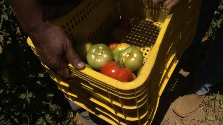 UnB pesquisa técnicas agroecológicas de cultivo do tomate