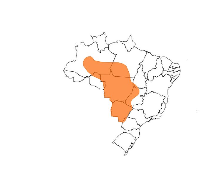 Brasília (DF) 22/11/2024 - Inmet prevê chuva volumosa em todo o Nordeste até sexta-feira Mapa ALERT-AS/Divulgação
