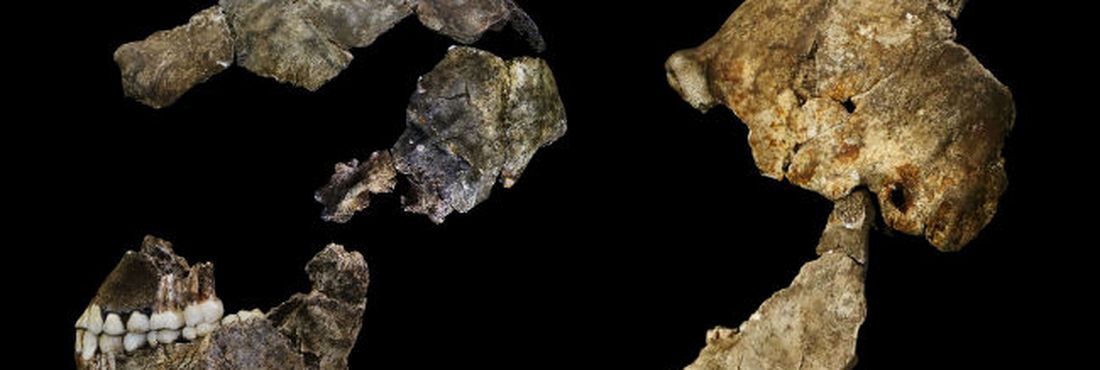 Lateral do crânio do Homo naledi