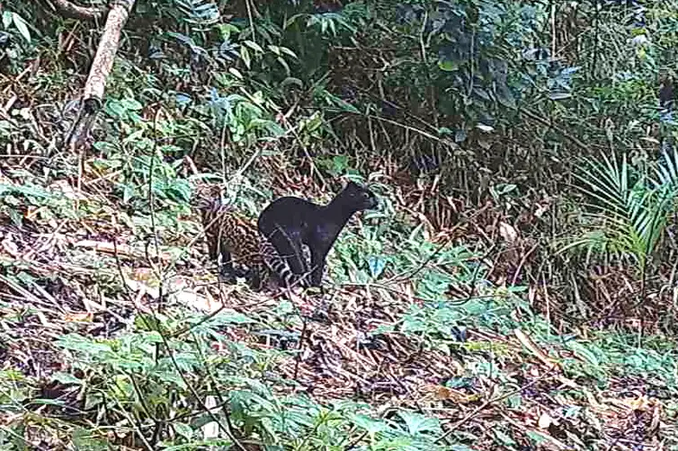 S?o Paulo (SP) - Um felino selvagem, negro e raro Ã© registrado em reserva protegida na Mata AtlÃ¢ntica por meio de cÃ¢meras, realizado em espaÃ§o conservado no ParanÃ¡, que captou em vÃ­deo a imagem da mÃ£e, com coloraÃ§Ã£o inteiramente negra, e seu filhote com a coloraÃ§Ã£o comum da espÃ©cie - o gato-do-mato-pequeno (Leopardus guttulus) - considerada em risco de extinÃ§Ã£o.    Frame/Programa Grandes MamÃ­feros da Serra do Mar/FundaÃ§Ã£o Grupo BoticÃ¡rio 