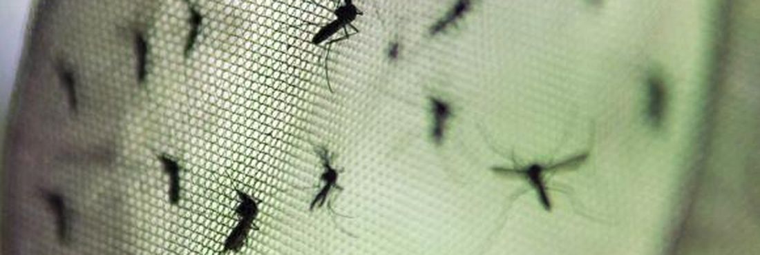 Nos dois primeiros meses deste ano, foram notificados 87.136 casos de dengue no país