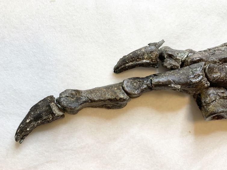 Divulgação/Juliana Sayão/Museu Nacional Apresentação da descoberta de um novo fóssil de dinossauro: o Aratasaurus museunacionali.