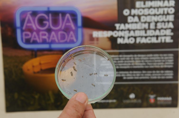 Água parada é criadouro de mosquitos da dengue