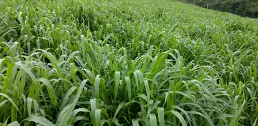 inoculante à base da bactéria Azospirillum ajuda a promover o crescimento do milho quando consorciado com a braquiária