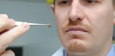 Borrachudos, mosquito causa fortes coceiras e pode provocar crises alérgicas