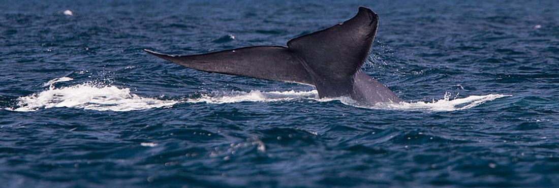 Pesquisadores das Unesp encontram fóssil milenar de baleia azul em praia de São Vicente