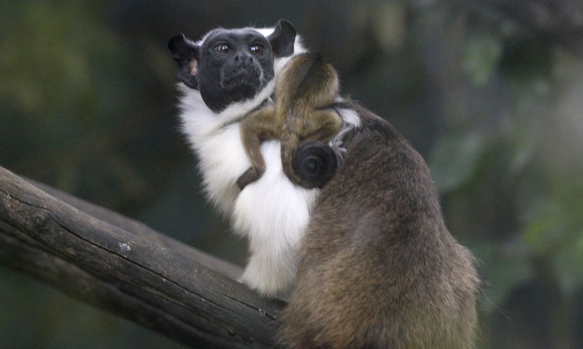 Nascem dois filhotes de sauim-de-coleira no zoo de Brasília