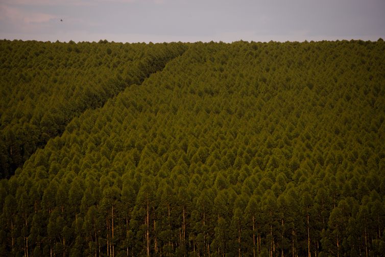 Eucaliptos, Floresta plantada