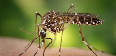 Aedes aegypti, dengue, mosquito da dengue